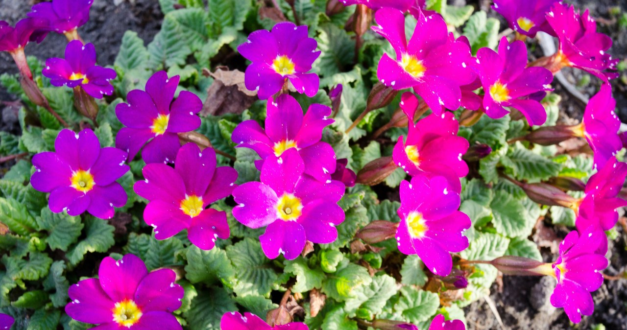 wiadomości,aktualności,Interia Wiosna zaczyna się od nich. Kiedy sadzić prymulki w ogrodzie?