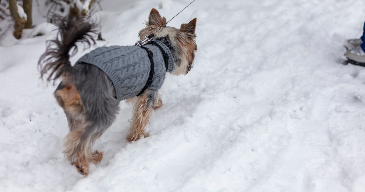 W pseudohodowli żyło 99 psów. Zarzuty dla właścicielki