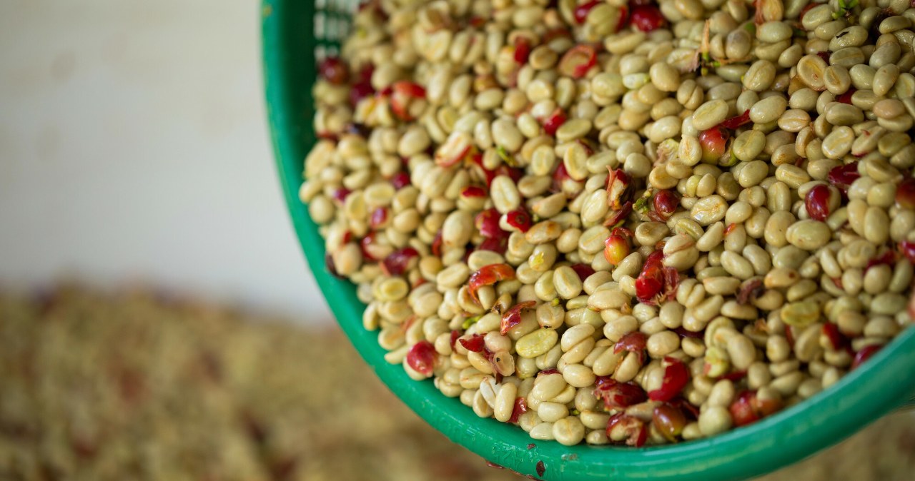 Tak możemy uratować m.in. wymierające ptaki. Sposób zaskakuje