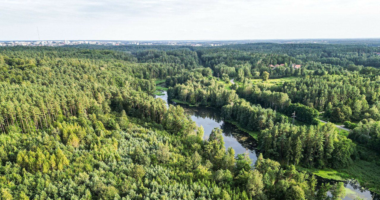 Czeka nas nowy konflikt z Brukselą? Polsce grożą kary za przepisy o lasach