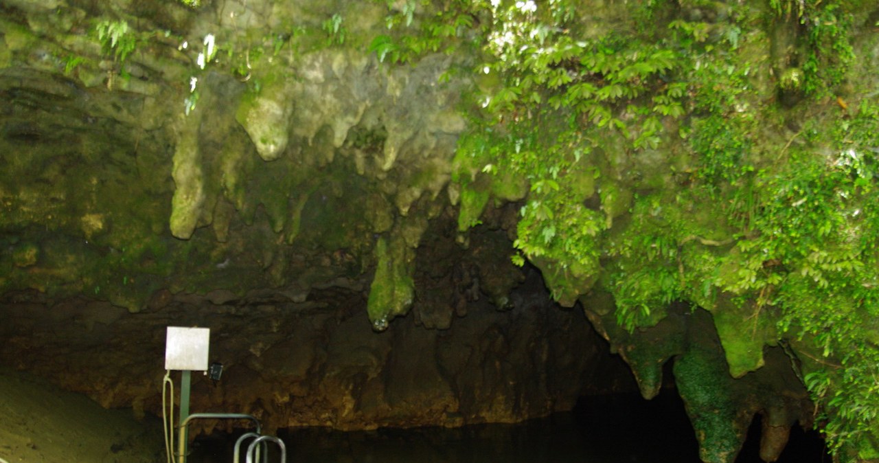 Nowe gatunki ptaków i żab sprzed miliona lat odkryte w Nowej Zelandii