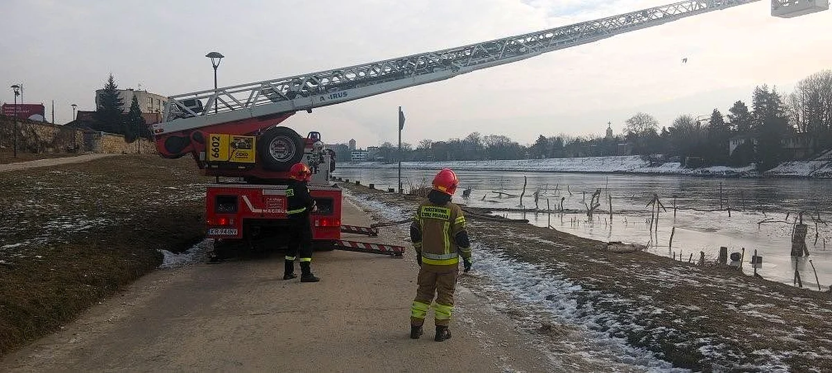 We wtorek na Wiśle w Krakowie doszło do nietypowej akcji ratunkowej. Strażacy zostali wezwani do pomocy łabędziowi, który utknął na środku zamarzniętej rzeki. Dzięki sprawnej interwencji ptak został bezpiecznie uwolniony i mógł odlecieć o własnych siłach.
