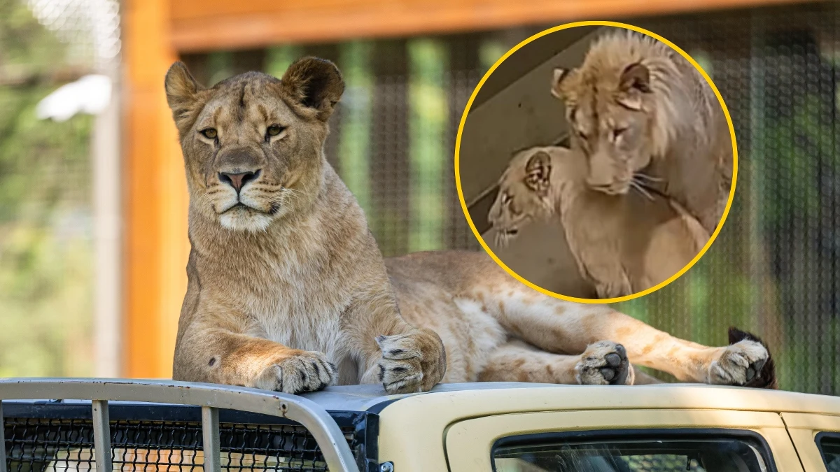 We wrocławskim ogrodzie zoologicznym rozegrała się niezwykła historia miłosna. Dwa lwy - Togo i Malkia - po miesiącach zalotów przez kraty, w końcu zostały połączone na jednym wybiegu. Pracownicy zoo mają nadzieję, że para wkrótce doczeka się potomstwa