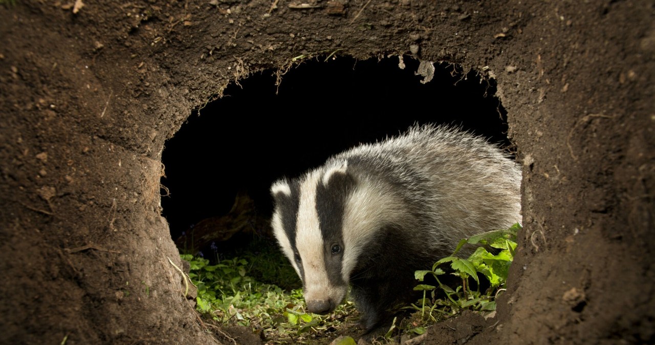 Wykopał norę i ułożył się do snu. Wyjątkowy gość w Warszawie