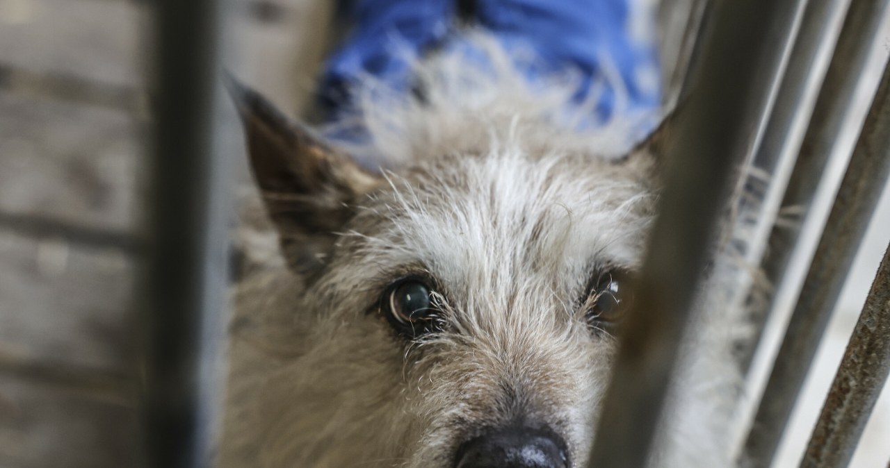 Schroniska zarabiają na bezdomności. „System żyje dzięki empatii”