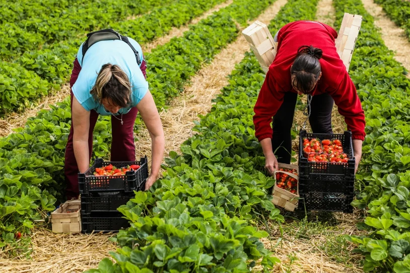 Polacy latami jeździli tam na zarobek. "Król truskawek" trafił do więzienia
