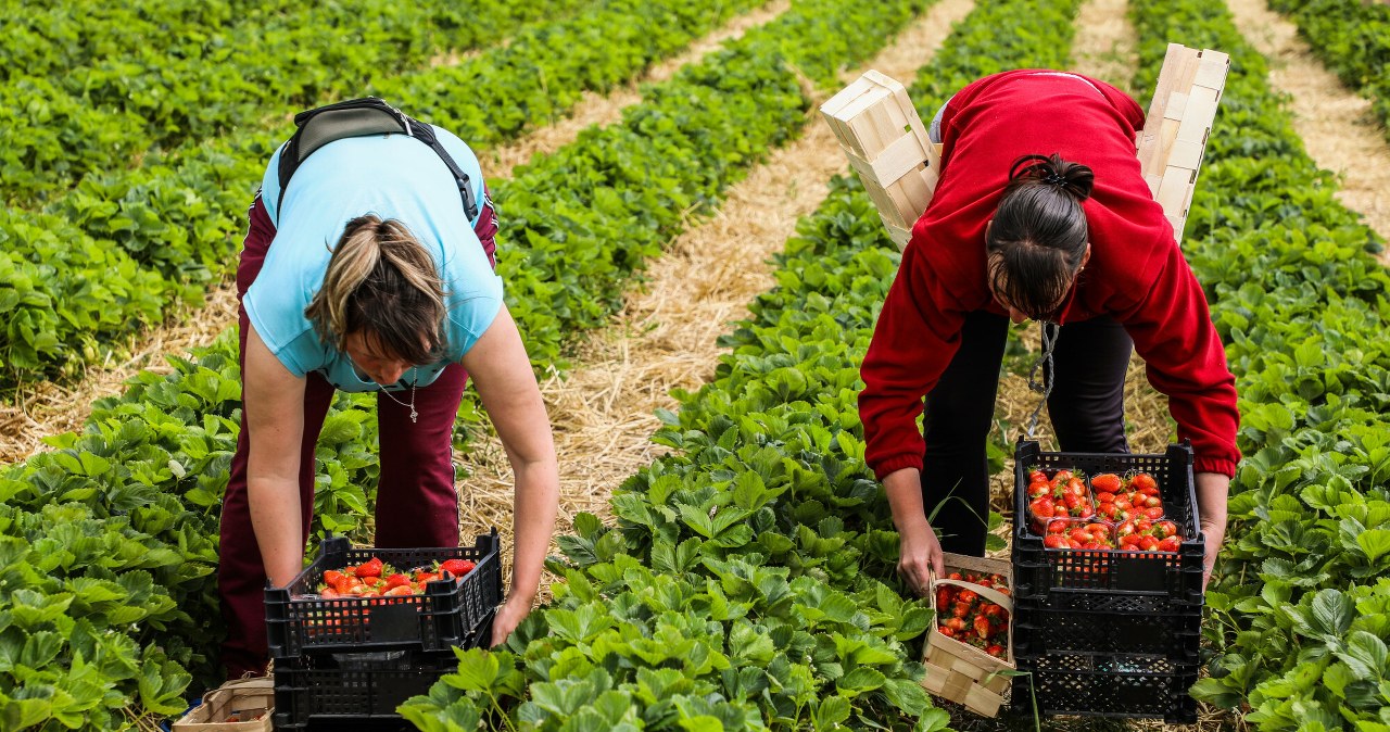 Polacy latami jeździli tam na zarobek. "Król truskawek" trafił do więzienia