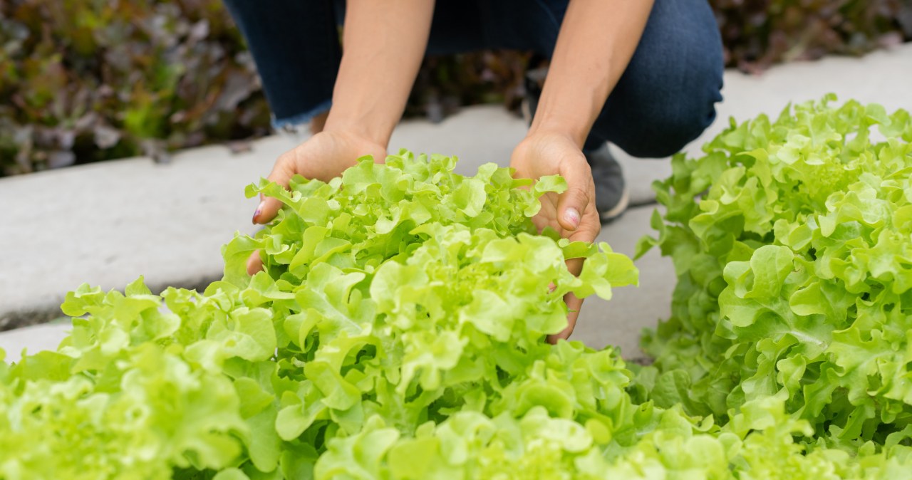 Dzięki nim zyska motywację do wzrostu. Oto idealne sąsiedztwo dla sałaty