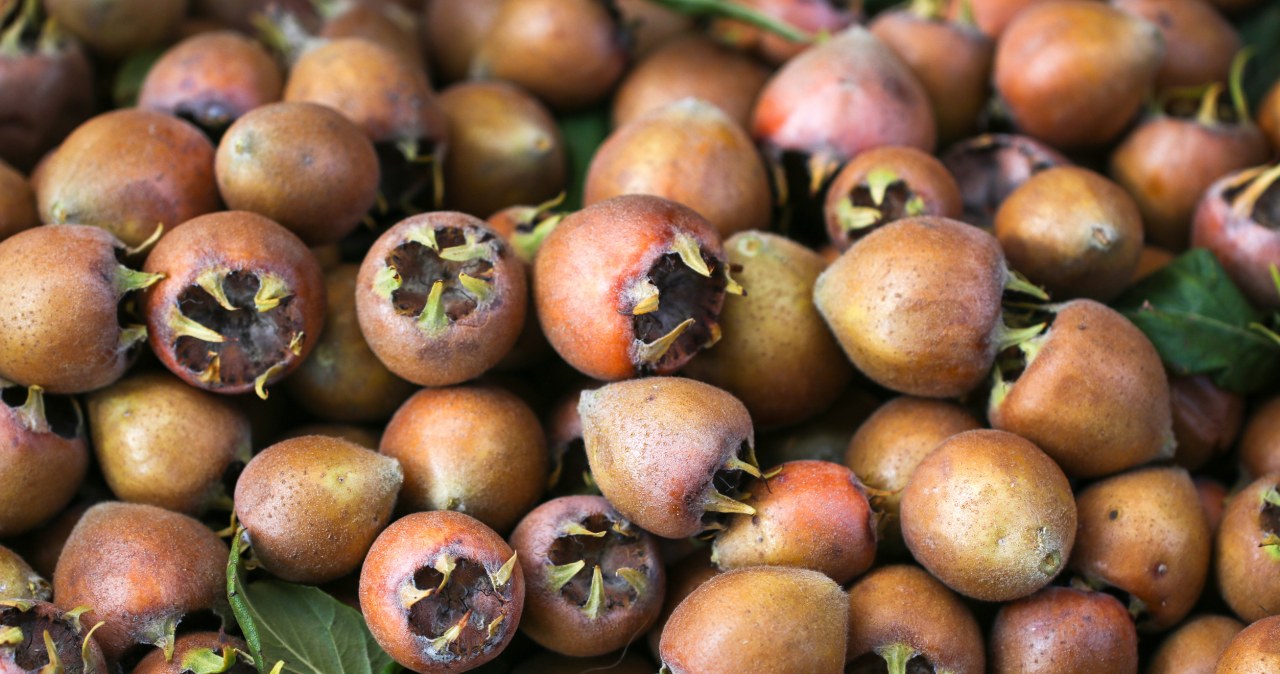 Miąższ smakuje jak pieczone jabłka i karmel. Polacy dawno o nim zapomnieli