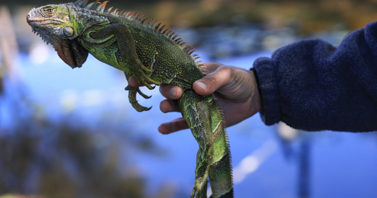 Jest tak zimno, że zamarzają. Inwazyjne gady spadają z drzew