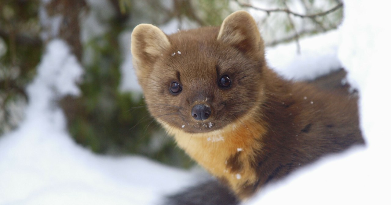 Leśnicy wypatrzyli ją w śniegu. Mały drapieżnik ma ciemną stronę
