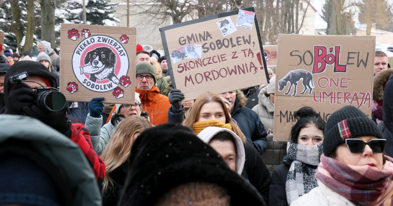 Piekło zwierząt za kratami schronisk. "System nie działa"