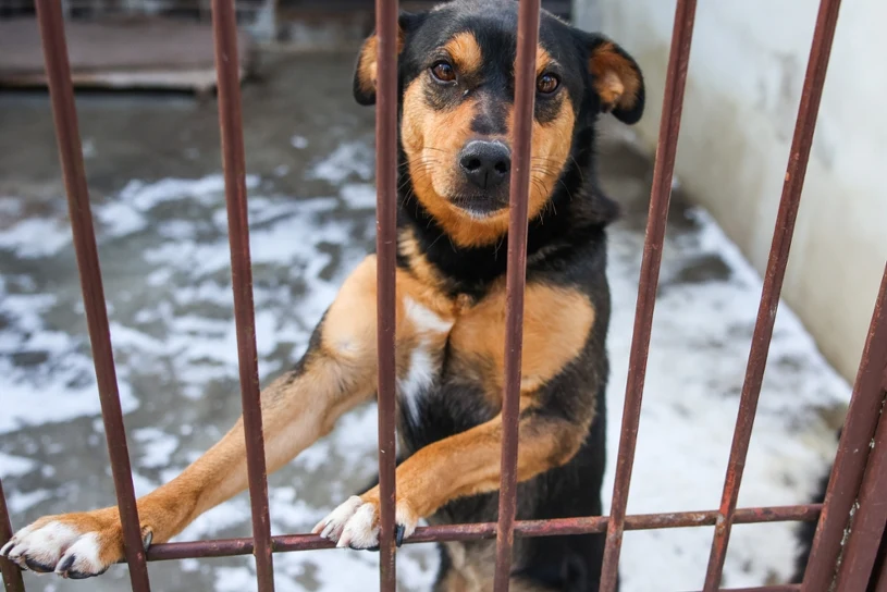 Zajęli się psami ze schroniska w Sobolewie. Sami mają teraz problemy