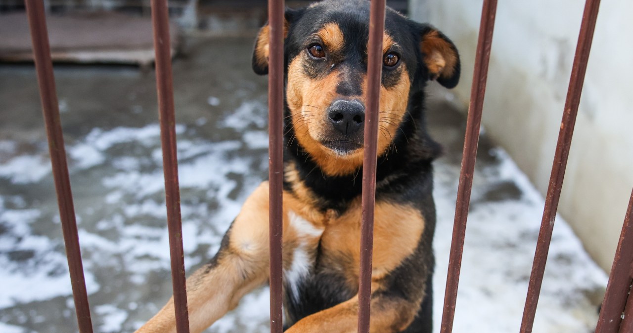 „Pogotowie dla zwierząt”. Odebrali psy z Sobolewa. Sami mają być nielegalni