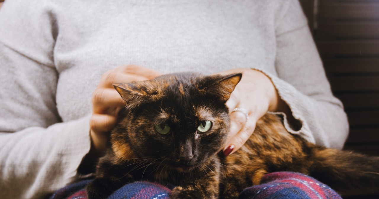 Kot wybiera kanapę zamiast twoich kolan? To może być istotny sygnał