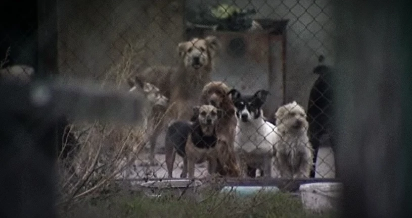 Schroniska najgorsze z najgorszych. "Zachowam te obrazy na zawsze"