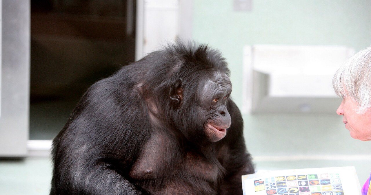 Zabawa na niby. Pierwsze takie odkrycie u szympansów bonobo