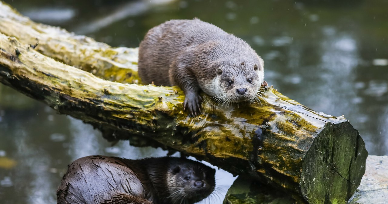 Znikają z rzek w Europie. To oznacza coś bardzo złego