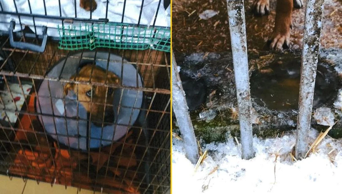 Powiatowy lekarz weterynarii z Mińska Mazowieckiego ujawnił szokujące nieprawidłowości w nielegalnym schronisku "Pogotowie dla zwierząt" w Kuflewie na Mazowszu. Zwierzęta były przetrzymywane w skandalicznych warunkach, a sprawą zajęła się już prokuratura.