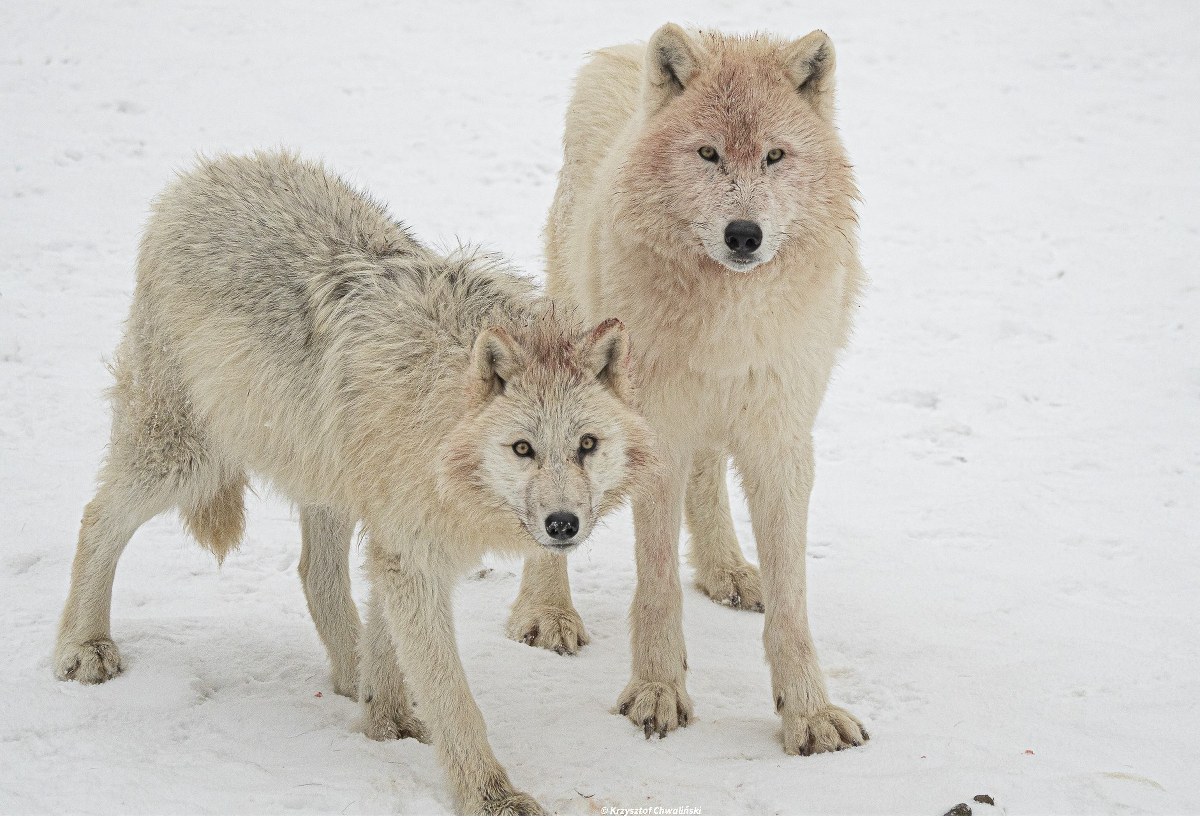 Mamy u siebie jedną z największych watah w Europie. Tu możesz ją podejrzeć