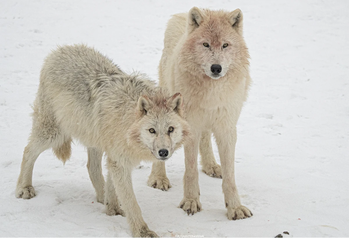 ​"Arktyka na wyciągnięcie ręki" - takim hasłem promuje swoją niecodzienną atrakcję ogród zoologiczny w Łącznej (woj. dolnośląskie). W komfortowych warunkach można podejrzeć tam największą w Polsce watahę wilków polarnych. Służy do tego m.in. ogrzewana chata.