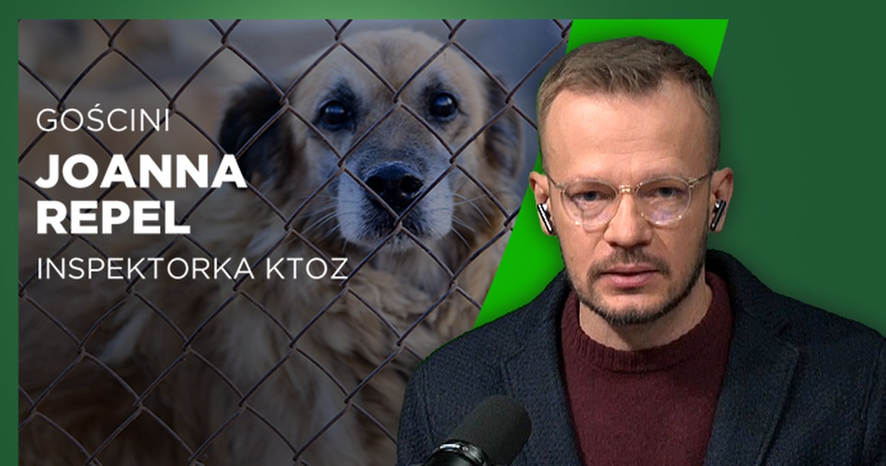 Zaostrzona kontrola schronisk to za mało. Niektóre miejsca to mordownie