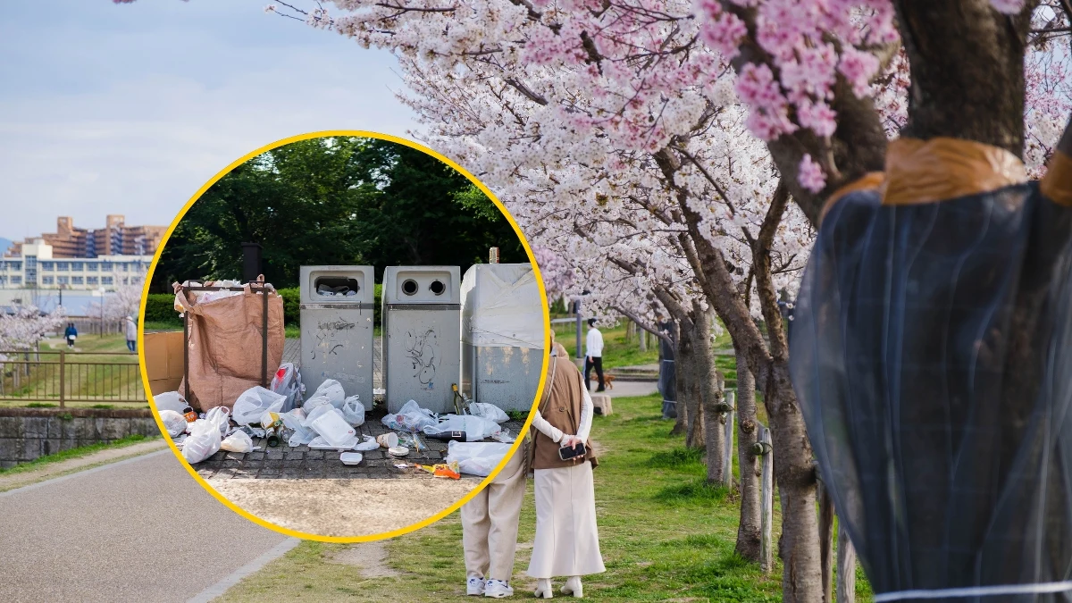 Festiwal kwitnącej wiśni w miejscowości Fujiyoshida w Japonii został odwołany. Mieszkańcy mają dość turystów, których masowy napływ w tym czasie oznacza gehennę. Śmiecenie na ulicach czy parkowanie wbrew regułom to najłagodniejsze oblicze problemu. Miejscowi mówią, że turyści niekiedy bez zgody otwierają drzwi do domów, aby skorzystać z toalety, a nawet załatwiają swoje potrzeby fizjologiczne w ogrodach mieszkańców.