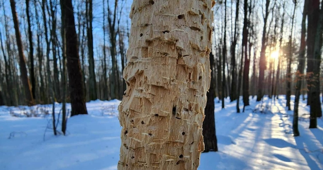 To nie robota bobrów. Leśnicy pokazali zaskakujące zdjęcia