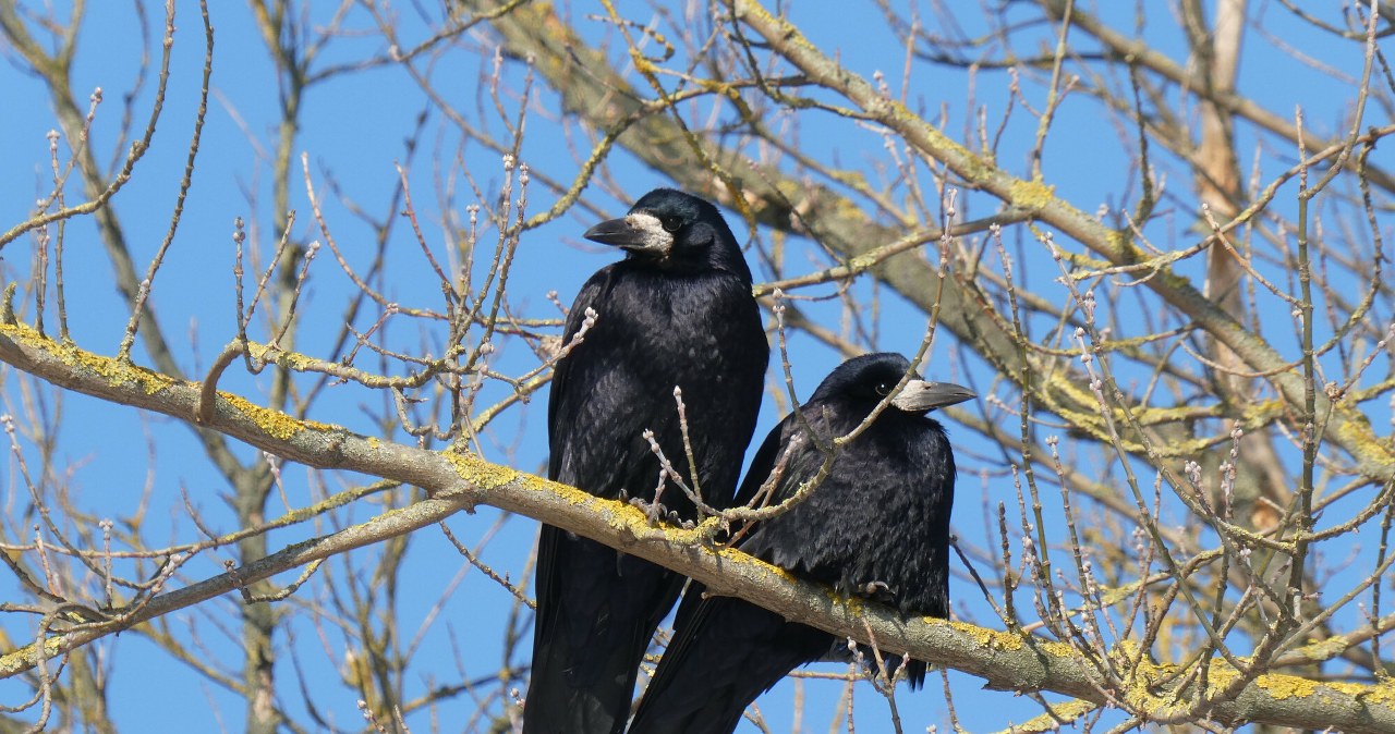 Miasto chce się pozbyć gawronów. To ptaki, które w Polsce wymierają