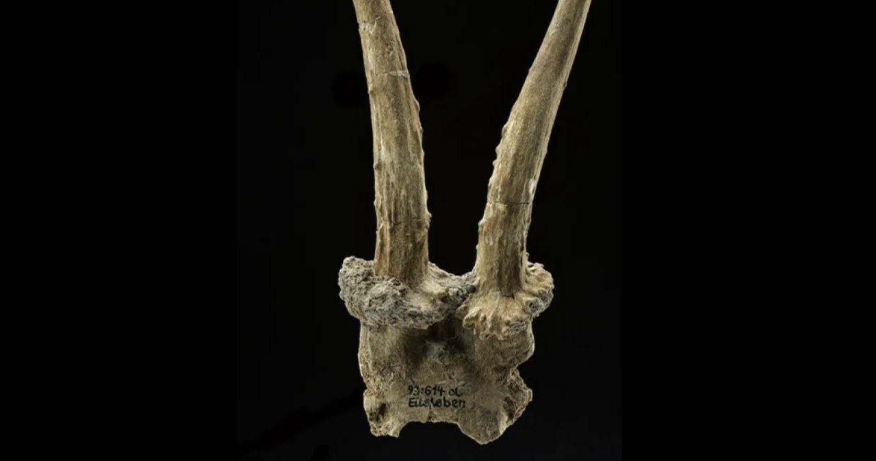 Niezwykła maska z czaszki kozła. Wyjątkowe odkrycie w niemieckiej wiosce