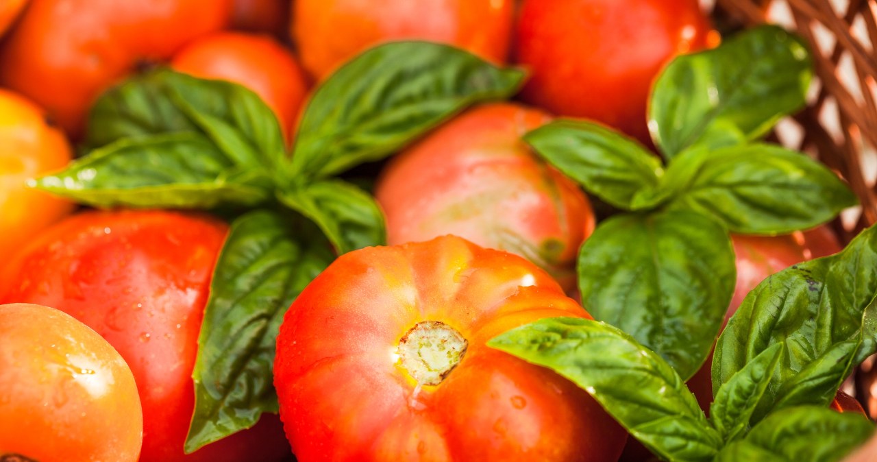 Posadź obok pomidorów wiosną. Z działki wyniesiesz kosze owoców