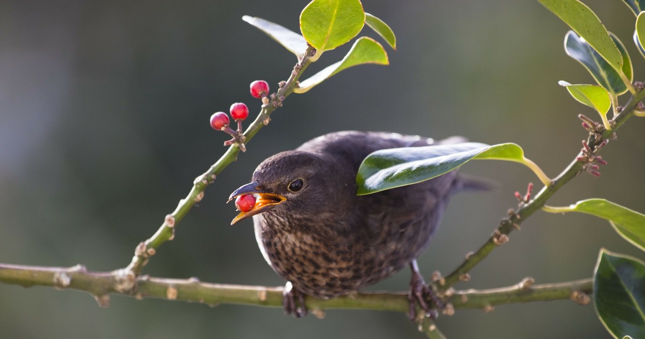 Trzy krzewy, które mają w zimie piękne, czerwone owoce. Ptaki je kochają