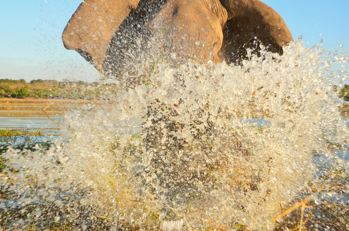 Rybak uciekał przed słoniami. Wskoczył do wody, gdzie czaił się drapieżnik