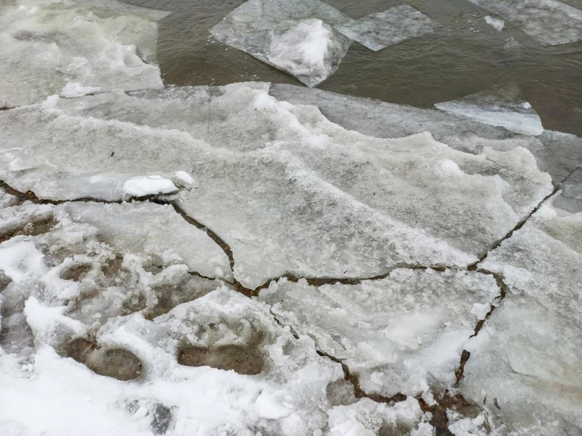 W okolicach Jeleniej Góry zakończyły się poszukiwania 28-letniego wędkarza, który zaginął podczas łowienia ryb na zamarzniętym Zbiorniku Sosnówka. Niestety, potwierdziły się najgorsze przypuszczenia - pod mężczyzną załamał się lód. Ciało odnaleziono i wydobyto na powierzchnię w godzinach popołudniowych.