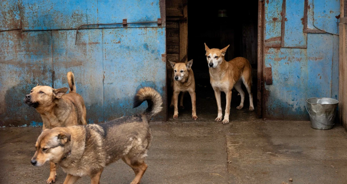 W wyniku rosyjskiego ostrzału dronowego w Zaporożu ucierpiało schronisko dla bezdomnych psów. Zginęło co najmniej osiem zwierząt, ponad 20 zostało rannych. Ranna została także jedna z pracownic placówki - informuje serwis TSN.