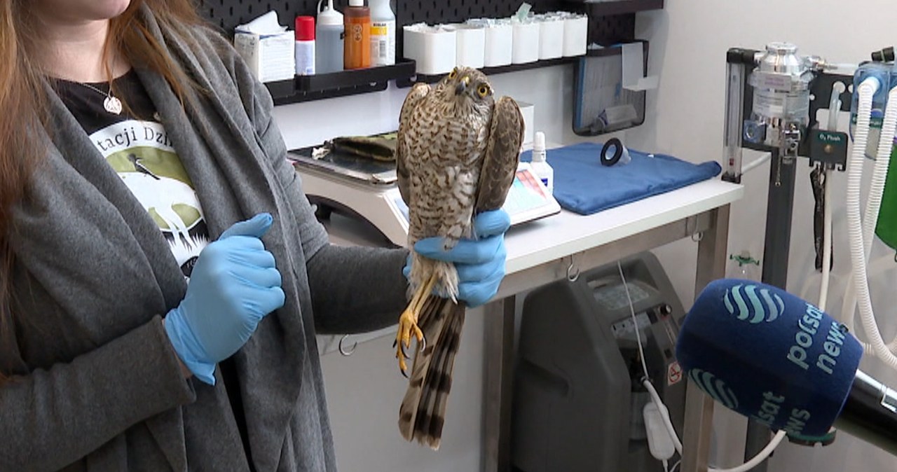 Weterynarze zachodzili w głowę. Drapieżnik zachorował przez gołębia