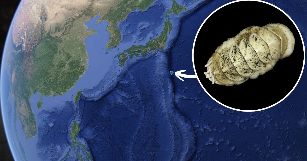 Głęboko w oceanie odkryto dziwne stworzenie. Stało się hitem internetu