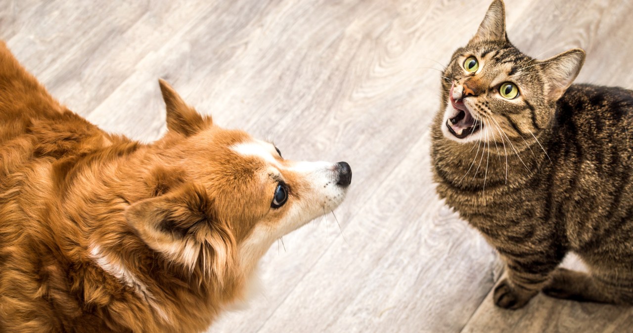 Nietypowe cechy osobowości u miłośników kotów. Odróżnia ich to od psiarzy