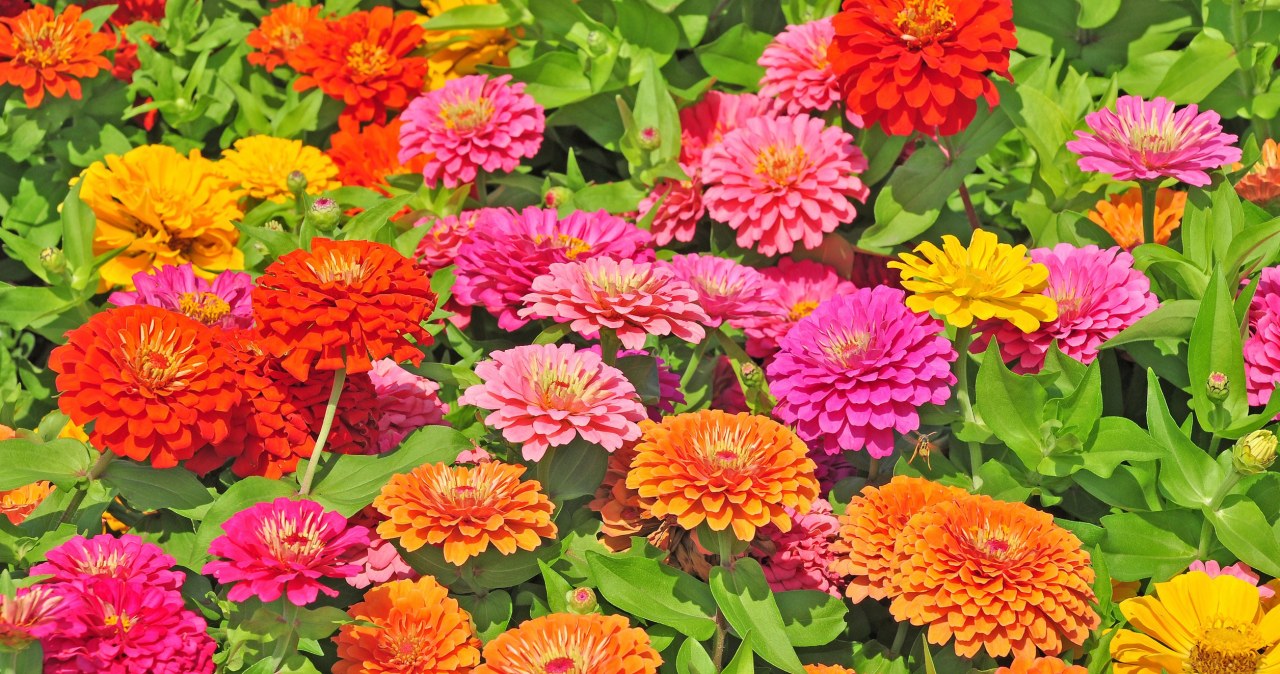 Ogród pełen kolorów bez dużego wysiłku. Babcie uwielbiały te kwiaty