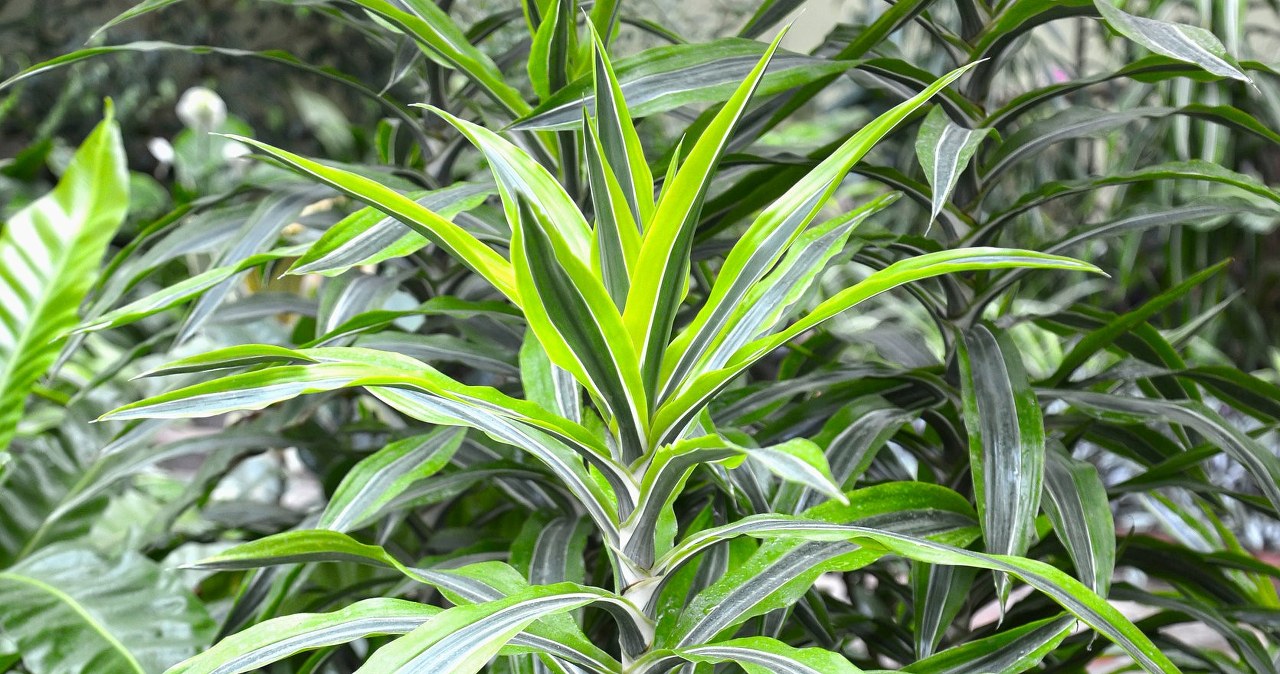 Dracena o najpikniejszym wybarwieniu. Sprawdzi si w kadym domu -  Deccoria.pl