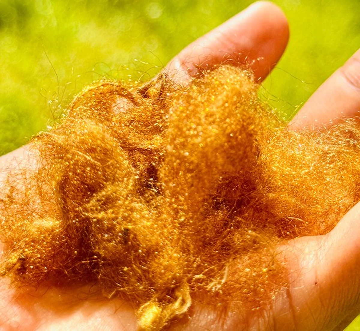 Naukowcy z Korei Południowej odtworzyli legendarny morski jedwab – luksusowe złote włókno, niegdyś zarezerwowane wyłącznie dla cesarzy. Co więcej, wyjaśnili naukową zagadkę jego nieblaknącego złotego połysku.