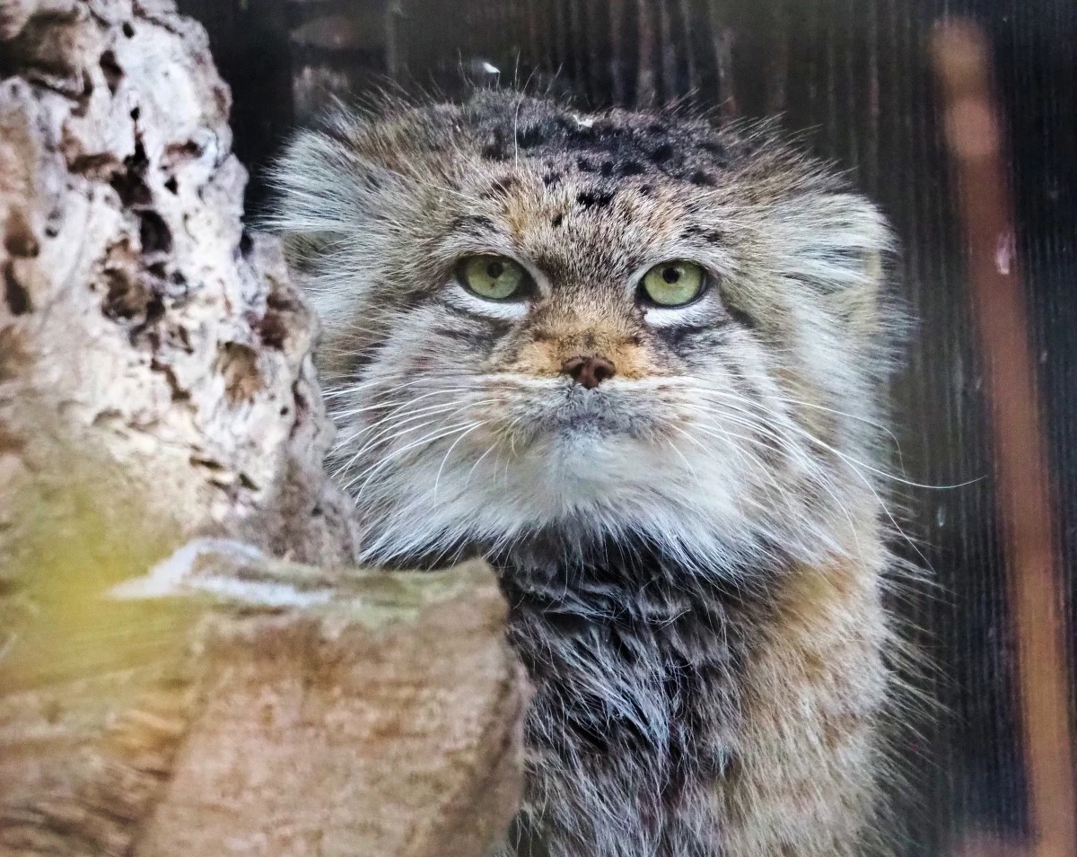 Samica manula stepowego Jessie została wybrana Zwierzakiem Roku 2025 w Warszawskim zoo. W internetowym głosowaniu zdobyła blisko 1000 głosów, wyprzedzając żyrafę Pietruszkę i góralki. Popularność Jessie rośnie od miesięcy, a jej tajemnicza natura przyciąga tłumy odwiedzających.