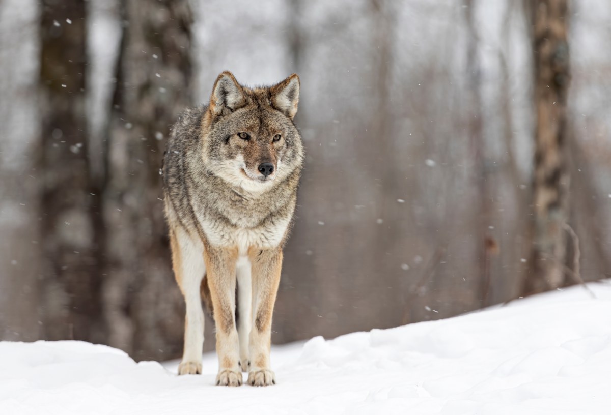 Wilk zaatakował mieszkańca Podkarpacia? Policja bada sprawę