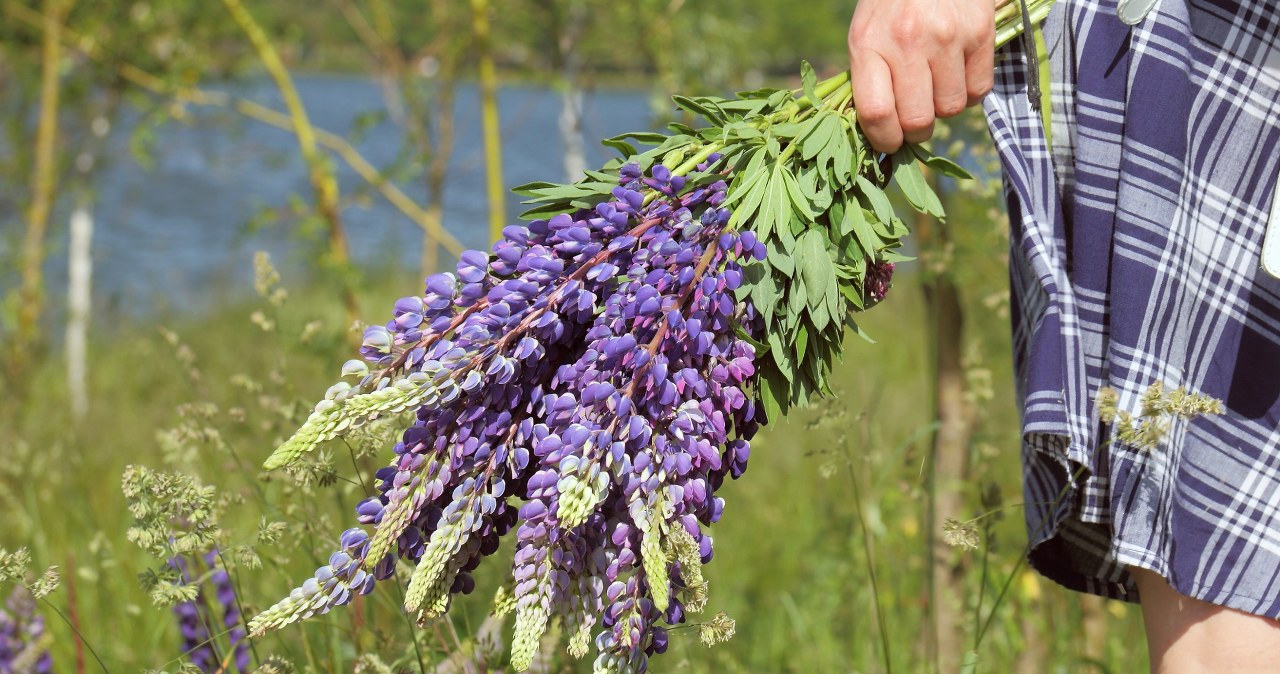 Zasiej i później podziękujesz. Rośliny będą rosnąć ze zdwojoną siłą