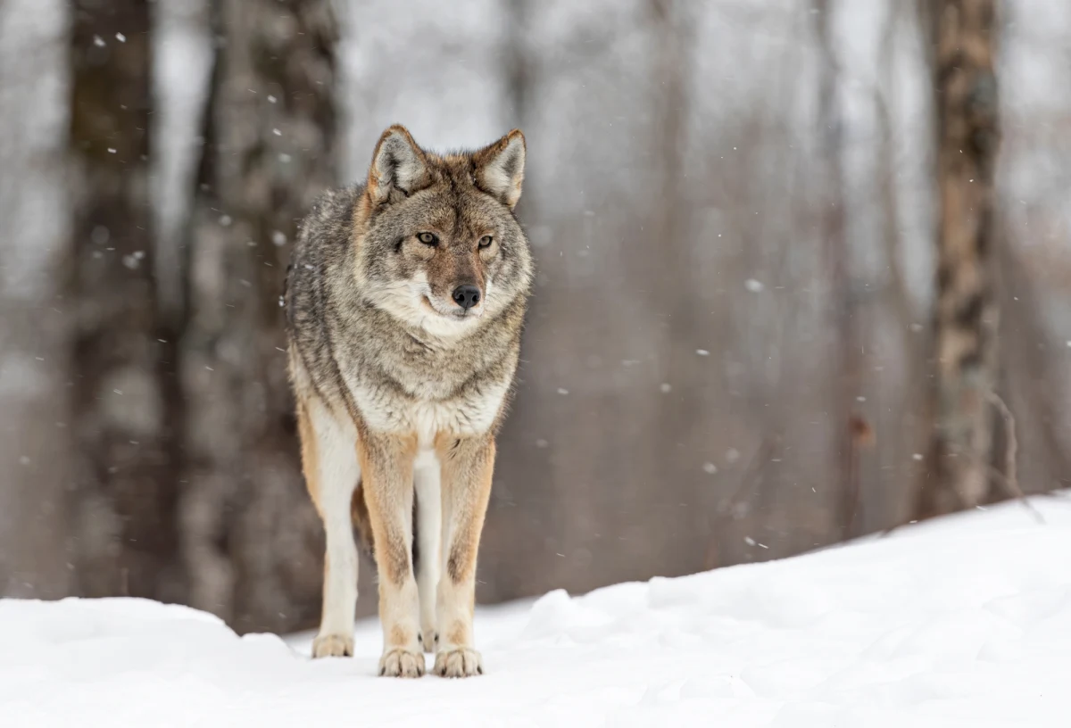 W ostatnich dniach w miejscowości Przebieczany (pow. wielicki, woj. małopolskie) w pobliżu lasu na Łysej Górze, jeden z mieszkańców zaobserwował wilka. W związku z tym lokalne władze apelują o zachowanie szczególnej ostrożności podczas przebywania w tej okolicy.