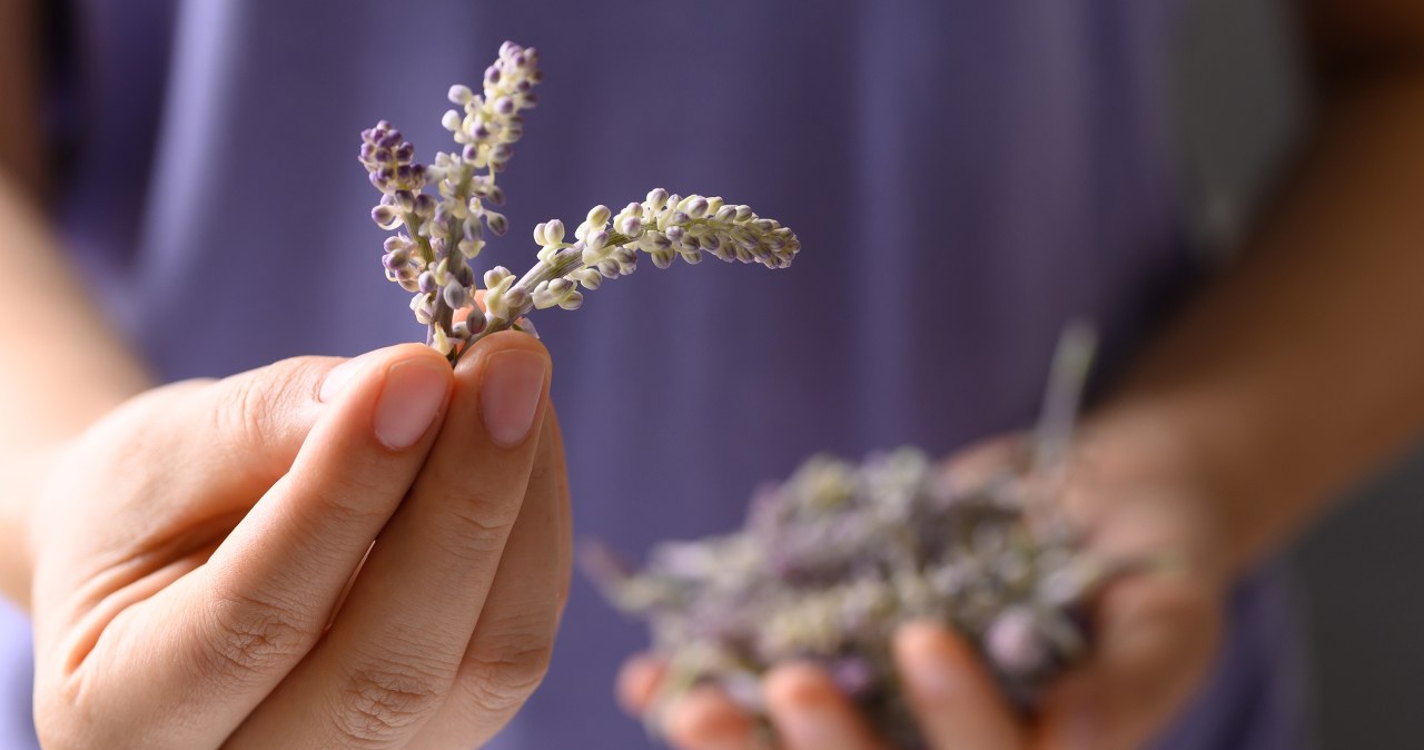 Nie tylko piękny zapach. Lawenda może znacząco poprawić sen seniorów