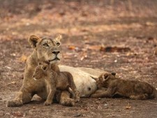 Królestwo zwierząt