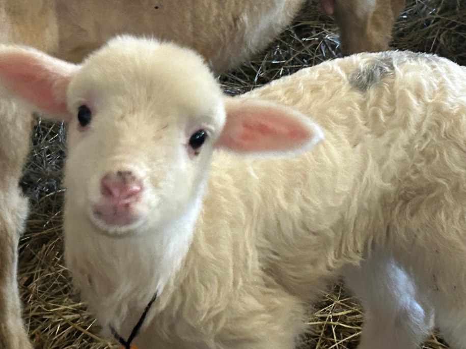 /Maciej Pałahicki /RMF FM