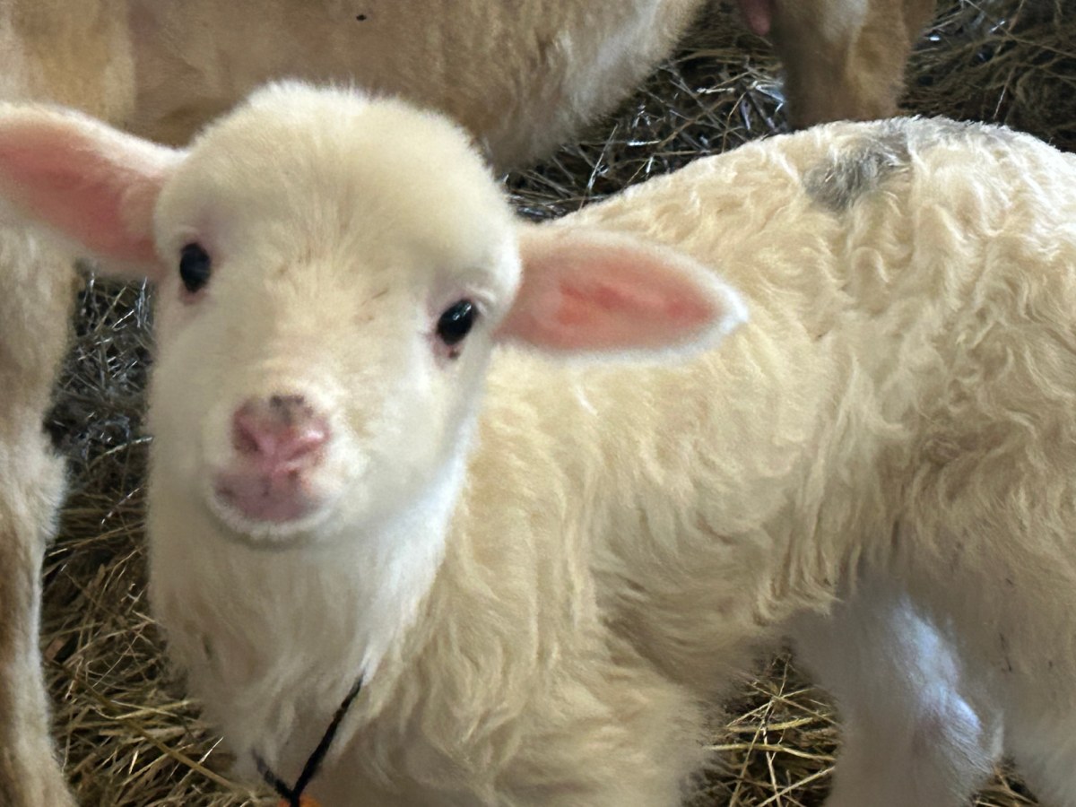 Wielkie beczenie na Podhalu i w Pieninach. Zobacz, co dzieje się w owczarniach podczas wykotów