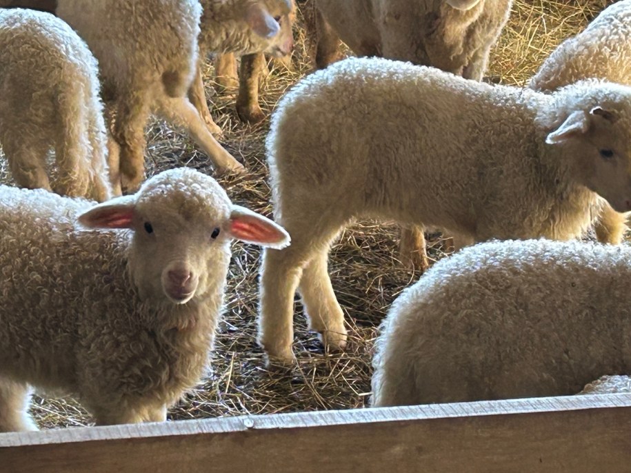 /Maciej Pałahicki /RMF FM